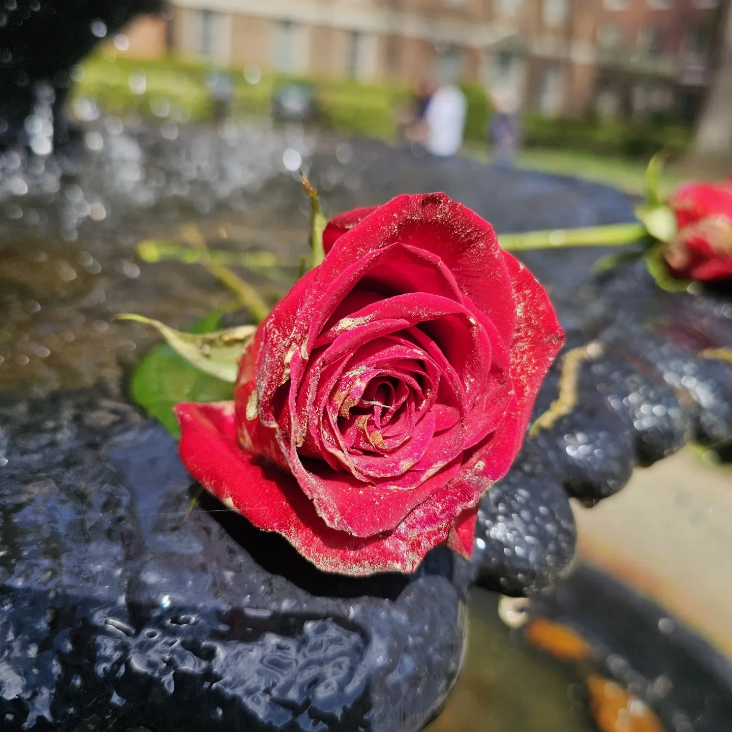 A red rose rests on the wet dark rim of an outdoor fountain.